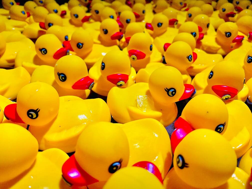 Lots of yellow rubber ducks